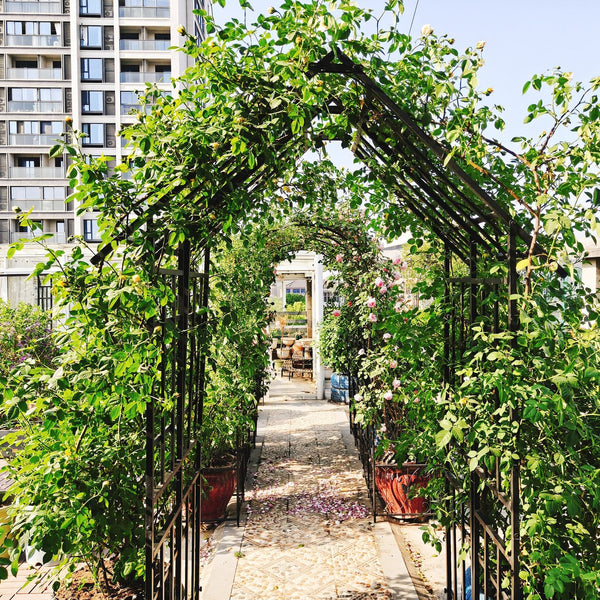 English Elm Metal Garden Arch Adjustable Width Powder Coated Steel Trellis for Climbing Plants W1586P268885