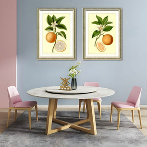 English Elm Set Of 2 Orange Fruit Botanical Prints In Solid Wood Frames - Stunning Kitchen Wall Art Decor 18X24 T3976P383225-GIGA