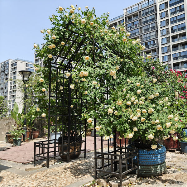 English Elm Metal Garden Arch Powder Coated Adjustable Width Climbing Plant Support Outdoor W1586P268890
