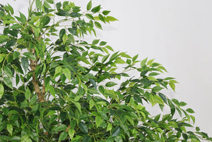 English Elm 7ft Artificial Banyan Tree Sculpted Trunk Silk Foliage Large Indoor Statement Plant W2945P458774