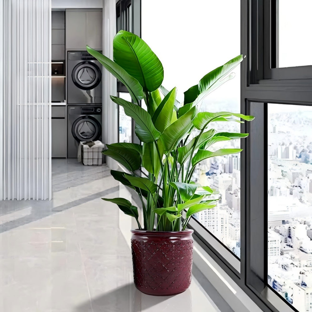 English Elm 3 Pieces Ceramic Flowerpot Set - Modern Bean Paste Red Planters For Stylish Indoor & Outdoor Spaces W3273P321477