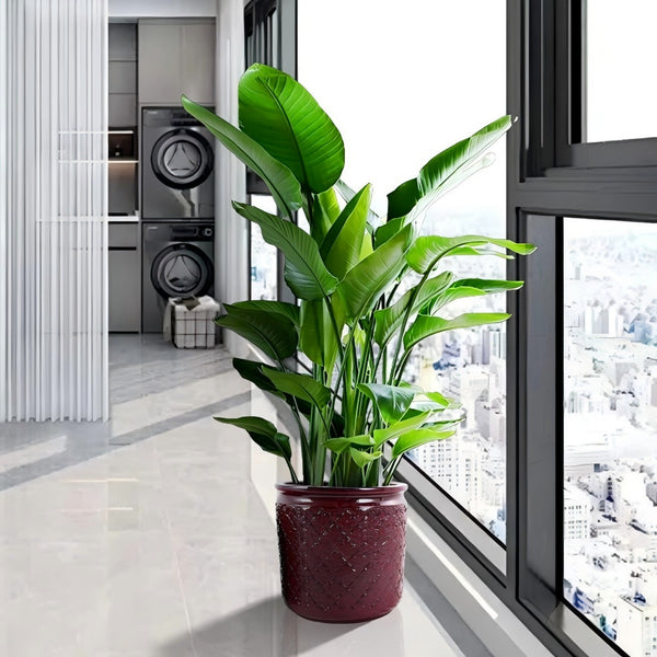 English Elm 3 Pieces Ceramic Flowerpot Set - Modern Bean Paste Red Planters For Stylish Indoor & Outdoor Spaces W3273P321477