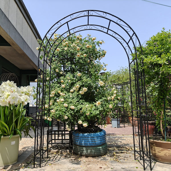 English Elm Metal Garden Arch Powder Coated Steel Frame for Climbing Roses and Pathway Decor W1586P268781
