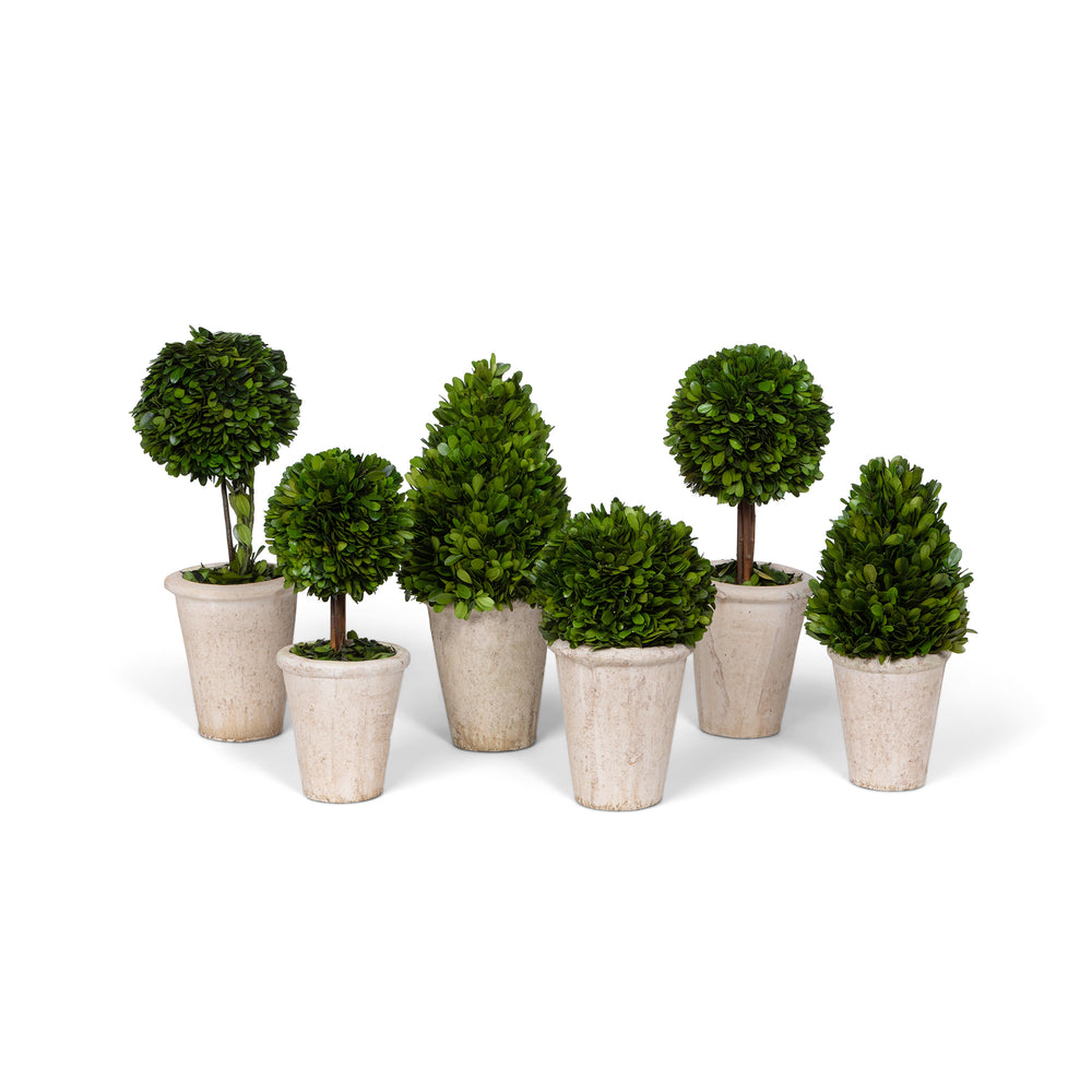 Park Hill Collection of Boxwood Topiaries - Set of 6 Assorted Sizes EBD80076