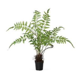 Park Hill Forest Fern Plant in Growers Pot EBQ20556