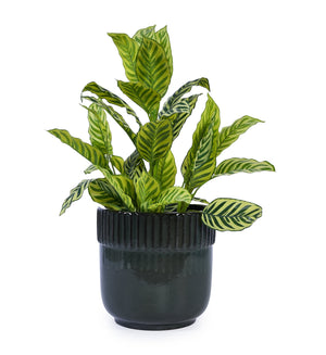 English Elm 3 Pieces Ceramic Flowerpot Set – Handcrafted Antique Black Planters For Indoor & Outdoor Use W3273P321472