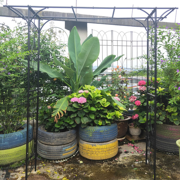 English Elm Metal Powder-coated Garden Arch Galvanized Steel Frame for Climbing Roses Outdoor W1586P148590