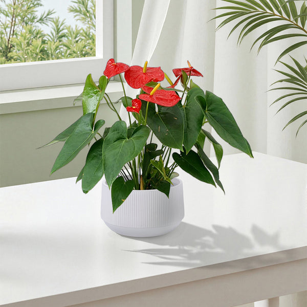 English Elm 2 Pieces Ceramic Flowerpot Set - Modern Glossy White Planters For Garden, Patio & Indoor Décor W3273P321386