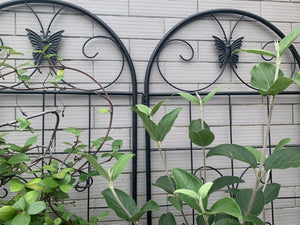 English Elm Metal Garden Trellis Set – 2 Durable Trellises For Climbing Plants, Flowers & Veggies, Easy Install W840P321535