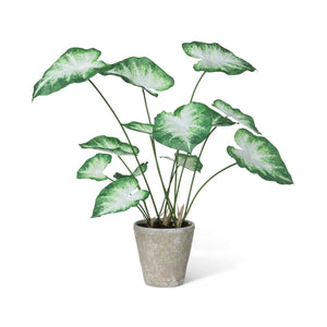 Caladium, Potted, Green White EBQ26112 Park Hill