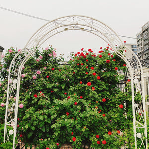 English Elm Metal Gothic Arch Garden Arbor Powder Coated Steel Trellis for Climbing Roses Cream White W158681140