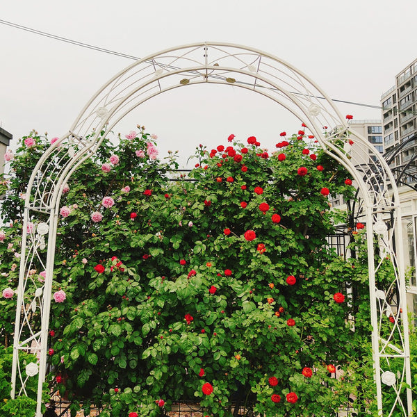 English Elm Metal Gothic Arch Garden Arbor Powder Coated Steel Trellis for Climbing Roses Cream White W158681140