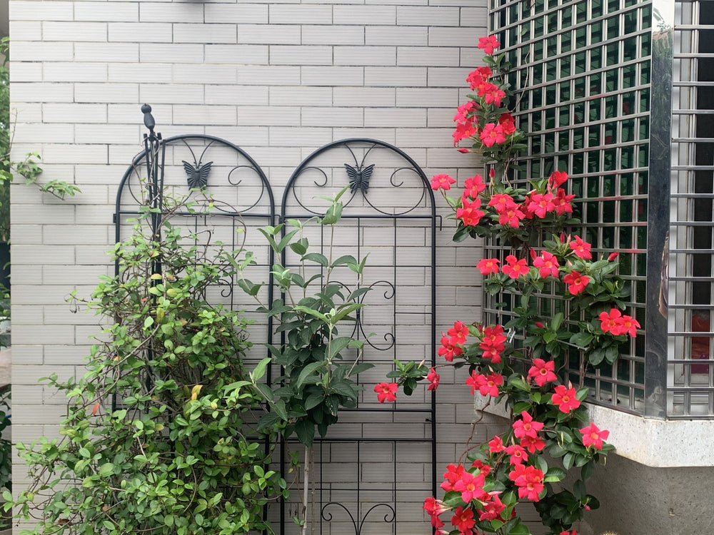 English Elm Metal Garden Trellis Set – 2 Durable Trellises For Climbing Plants, Flowers & Veggies, Easy Install W840P321535