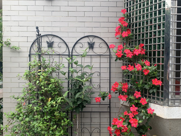 English Elm Metal Garden Trellis Set – 2 Durable Trellises For Climbing Plants, Flowers & Veggies, Easy Install W840P321535