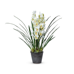 Cymbidium Plant, Potted EBQ26111 Park Hill