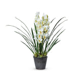 Cymbidium Plant, Potted EBQ26111 Park Hill