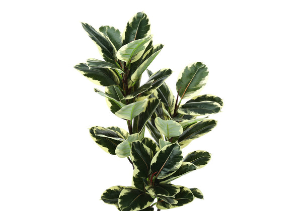 English Elm Artificial Oak Tree 47 Inch Faux Indoor Floor Plant with Real Touch Foliage B2710P220043