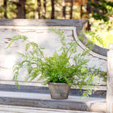 Potted Hanging Fern, Large EBQ26092 Park Hill