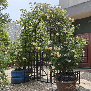 English Elm Metal Garden Arch Bench with Trellis Grid for Climbing Roses and Outdoor Spaces W1586P278421