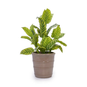 English Elm 3 Pieces Ceramic Flowerpot Set - Handcrafted Antique Yellow Planters For Garden, Patio & Indoors W3273P321529