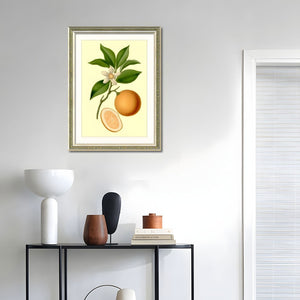 English Elm Set Of 2 Orange Fruit Botanical Prints In Solid Wood Frames - Stunning Kitchen Wall Art Decor 18X24 T3976P383225-GIGA