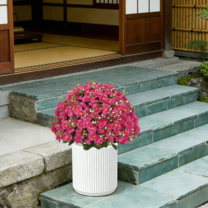 English Elm 24-inch Faux Snow Lotus Potted Arrangement Uv Resistant Lifelike Floral Set of Two Rose Red W2945P458458