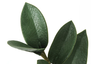 English Elm Artificial Plant - 29" Tall Lifelike Zz Tree With Real-Touch Leaves For Effortless Indoor Elegance B2710P220020