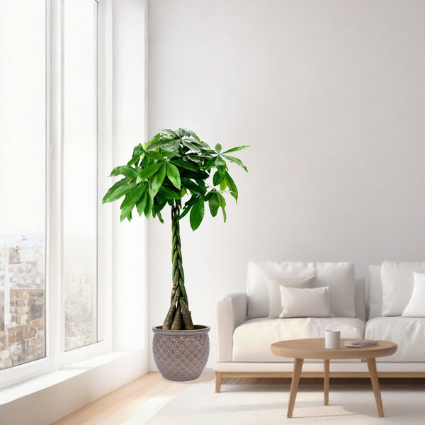 English Elm 3 Pieces Ceramic Flowerpot Set - Antique Yellow Planters For Indoor & Outdoor Garden Styling Decor W3273P321486