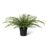 Fern In Growers Pot