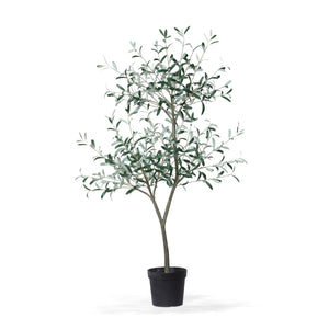 Tuscan Olive Tree in Grower's Pot EFQ30208 Park Hill