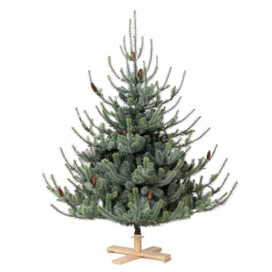 Park Hill Blue Spruce Christmas Tree, 5.5' Tree Lot XPQ20294 Park Hill