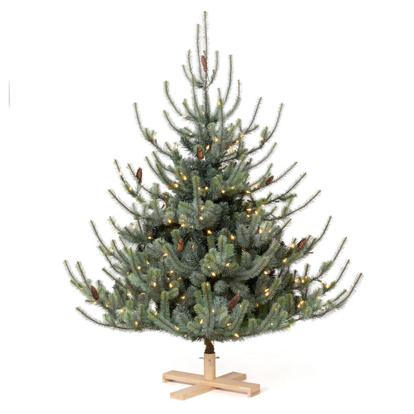 Park Hill Blue Spruce Christmas Tree, 5.5' Tree Lot XPQ20294 Park Hill