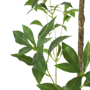English Elm 240cmartificial Pieris Tree Lifelike Cascading Foliage Tall Indoor Botanical Accent 74348.00