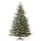 Park Hill Blue Spruce Christmas Tree, 12' XPQ82167 Park Hill