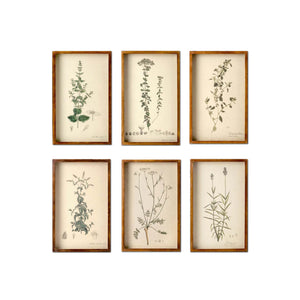 Collected Botanical Framed Prints, Set of 6 EWA81091 Park Hill