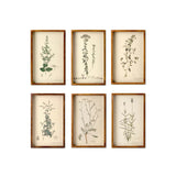 Collected Botanical Framed Prints - Set of 6