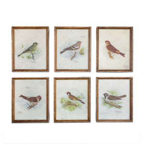 Vintage Bird Framed Prints, Set of 6 EWA80978 Park Hill