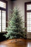 Park Hill Blue Spruce Christmas Tree, 7.5' Clear and Multi Lights XPQ82169 Park Hill