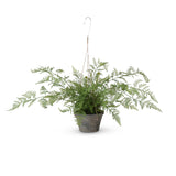 Potted Hanging Fern