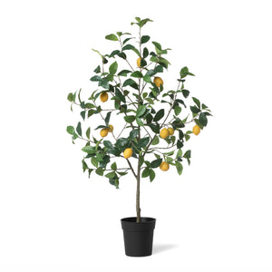 Lemon Tree in Plastic Pot EBQ20702 Park Hill