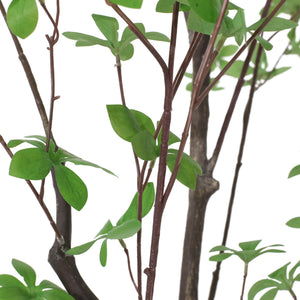 English Elm 180cm Faux Enkianthus Indoor Tree Realistic Disc Leaf Branches Zero Maintenance 74335.00