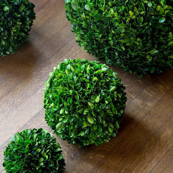 Preserved Boxwood Ball, 8" EBD80083 Park Hill