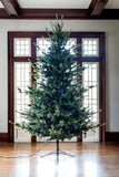 Park Hill Blue Spruce Christmas Tree, 9' XPQ82165 Park Hill