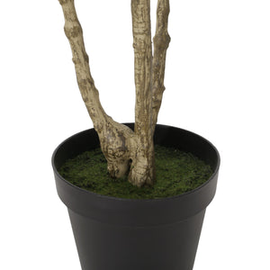 English Elm 240cmartificial Pieris Tree Lifelike Cascading Foliage Tall Indoor Botanical Accent 74348.00