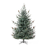 Park Hill Blue Spruce Christmas Tree, 7.5' Clear and Multi Lights XPQ82169 Park Hill