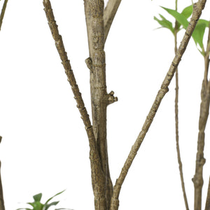 English Elm 240cmartificial Pieris Tree Lifelike Cascading Foliage Tall Indoor Botanical Accent 74348.00