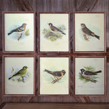 Vintage Bird Framed Prints, Set of 6 EWA80978 Park Hill