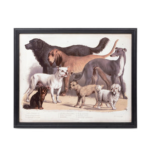 Domestic Dogs Framed Print EWA90364 Park Hill