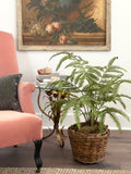 Large Flat Fern, Potted EBQ26108 Park Hill