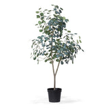 Eucalyptus Tree in Grower's Pot, 60" EFQ30207 Park Hill